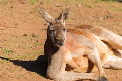 kangaroo bet88